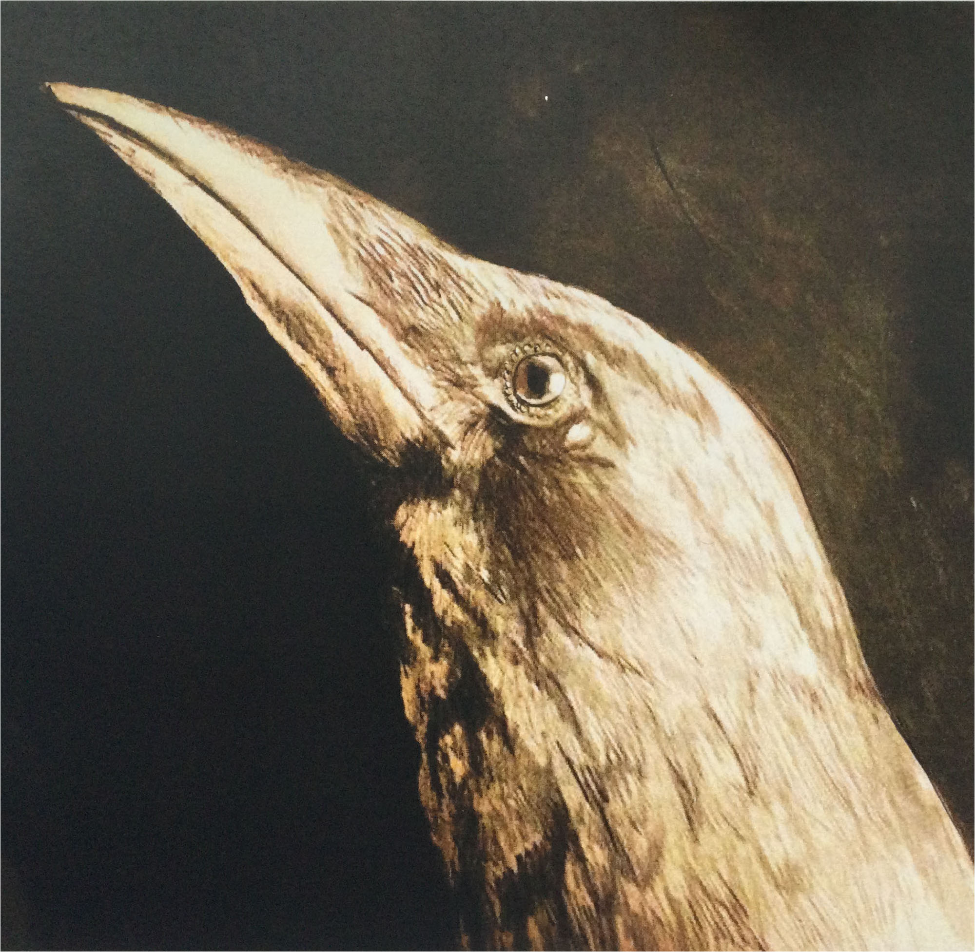 The Oracle (crow)